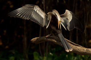 anhinga